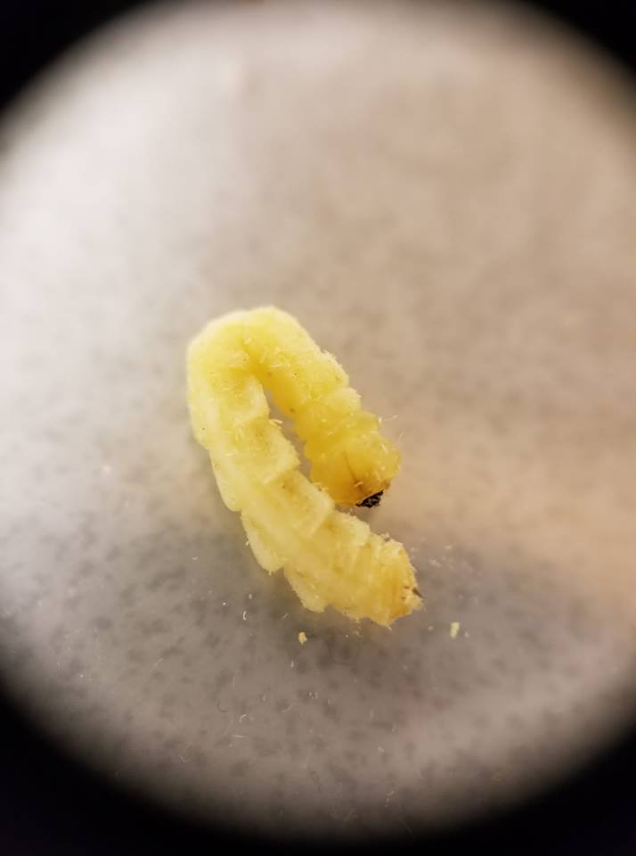 A close-up photo of EAB larvae